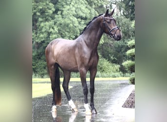 Oldenburgo, Caballo castrado, 3 años, 167 cm, Castaño oscuro