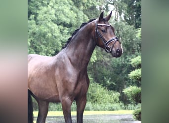 Oldenburgo, Caballo castrado, 3 años, 167 cm, Castaño oscuro