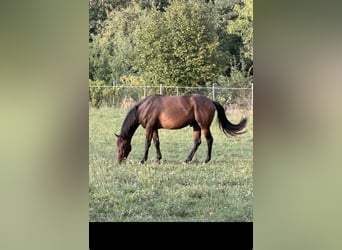 Oldenburgo, Caballo castrado, 3 años, 167 cm, Castaño oscuro