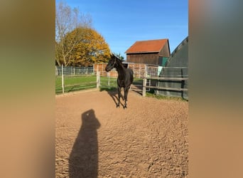 Oldenburgo, Caballo castrado, 3 años, 167 cm, Morcillo