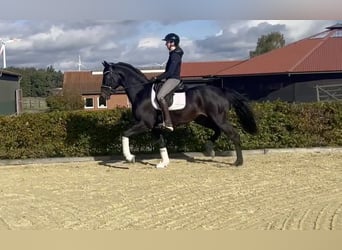 Oldenburgo, Caballo castrado, 3 años, 167 cm, Morcillo