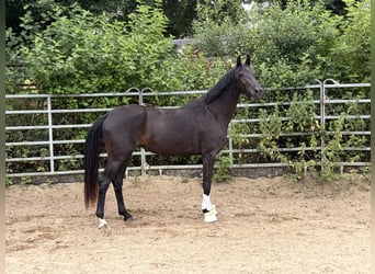 Oldenburgo, Caballo castrado, 3 años, 167 cm, Negro
