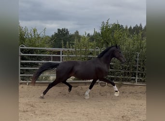 Oldenburgo, Caballo castrado, 3 años, 167 cm, Negro