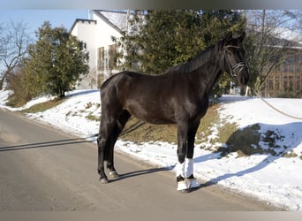 Oldenburgo, Caballo castrado, 3 años, 167 cm, Negro