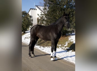 Oldenburgo, Caballo castrado, 3 años, 167 cm, Negro