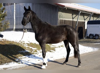 Oldenburgo, Caballo castrado, 3 años, 167 cm, Negro