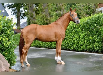 Oldenburgo, Caballo castrado, 3 años, 168 cm, Alazán