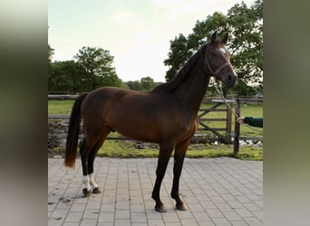 Oldenburgo, Caballo castrado, 3 años, 168 cm