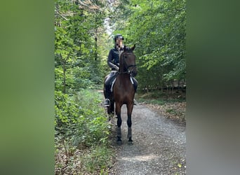 Oldenburgo, Caballo castrado, 3 años, 168 cm, Castaño