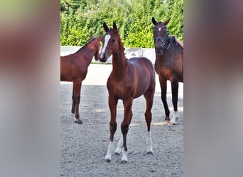 Oldenburgo, Caballo castrado, 3 años, 168 cm, Castaño