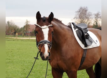 Oldenburgo, Caballo castrado, 3 años, 168 cm, Castaño