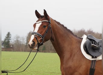 Oldenburgo, Caballo castrado, 3 años, 168 cm, Castaño