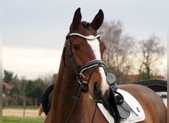 Oldenburgo, Caballo castrado, 3 años, 168 cm, Castaño