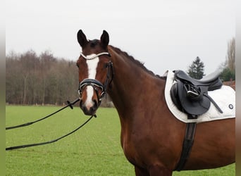 Oldenburgo, Caballo castrado, 3 años, 168 cm, Castaño