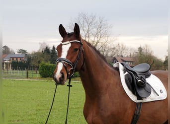 Oldenburgo, Caballo castrado, 3 años, 168 cm, Castaño