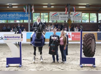 Oldenburgo, Caballo castrado, 3 años, 168 cm, Castaño