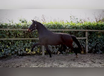Oldenburgo, Caballo castrado, 3 años, 168 cm, Castaño oscuro