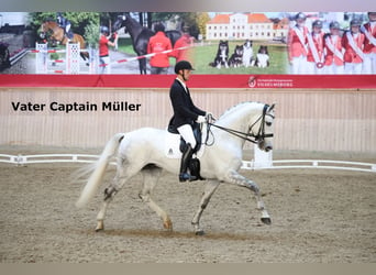 Oldenburgo, Caballo castrado, 3 años, 168 cm, Musgo marrón