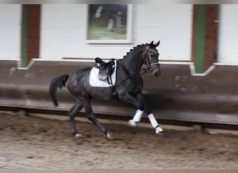 Oldenburgo, Caballo castrado, 3 años, 168 cm, Musgo marrón