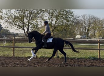 Oldenburgo, Caballo castrado, 3 años, 168 cm, Negro