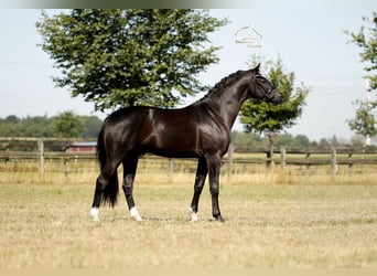 Oldenburgo, Caballo castrado, 3 años, 168 cm, Negro