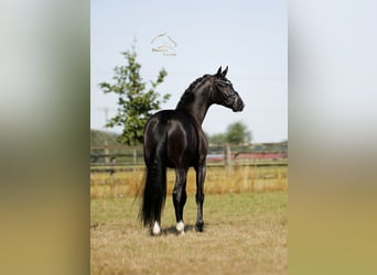 Oldenburgo, Caballo castrado, 3 años, 168 cm, Negro