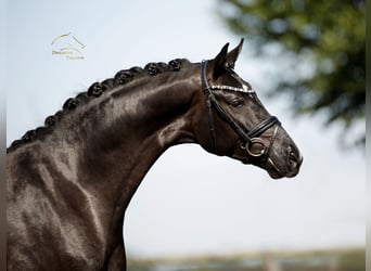Oldenburgo, Caballo castrado, 3 años, 168 cm, Negro