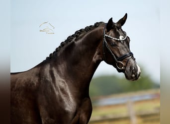 Oldenburgo, Caballo castrado, 3 años, 168 cm, Negro