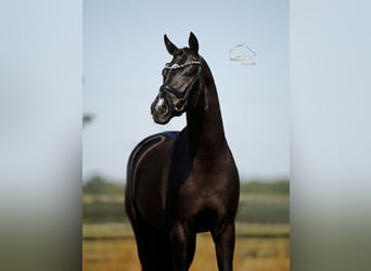 Oldenburgo, Caballo castrado, 3 años, 168 cm, Negro