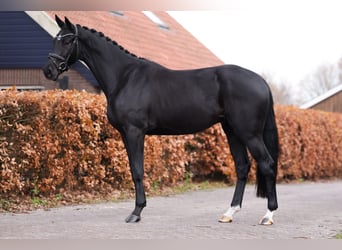 Oldenburgo, Caballo castrado, 3 años, 168 cm, Negro