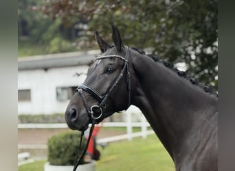 Oldenburgo, Caballo castrado, 3 años, 168 cm, Negro