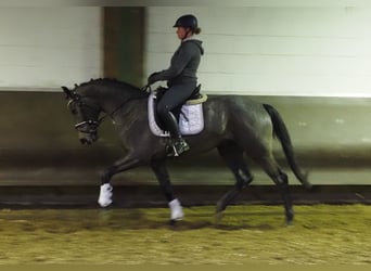 Oldenburgo, Caballo castrado, 3 años, 168 cm, Tordillo negro