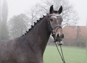 Oldenburgo, Caballo castrado, 3 años, 168 cm, Tordillo negro