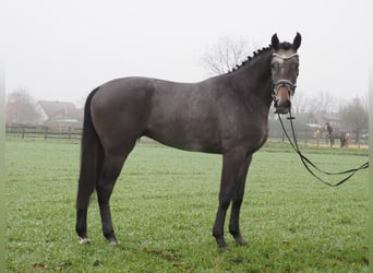 Oldenburgo, Caballo castrado, 3 años, 168 cm, Tordillo negro