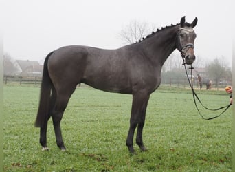 Oldenburgo, Caballo castrado, 3 años, 168 cm, Tordillo negro