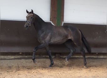 Oldenburgo, Caballo castrado, 3 años, 168 cm, Tordillo negro