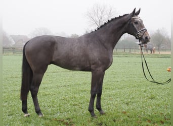 Oldenburgo, Caballo castrado, 3 años, 168 cm, Tordillo negro