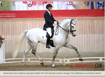 Oldenburgo, Caballo castrado, 3 años, 168 cm, Tordillo negro