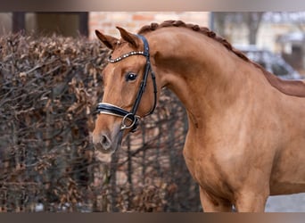 Oldenburgo, Caballo castrado, 3 años, 169 cm, Alazán