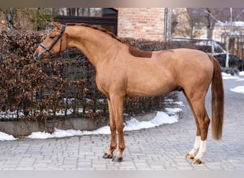 Oldenburgo, Caballo castrado, 3 años, 169 cm, Alazán