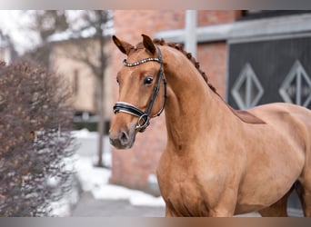 Oldenburgo, Caballo castrado, 3 años, 169 cm, Alazán