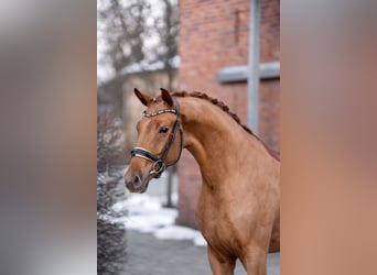 Oldenburgo, Caballo castrado, 3 años, 169 cm, Alazán