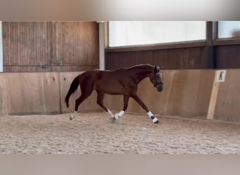Oldenburgo, Caballo castrado, 3 años, 169 cm, Alazán-tostado