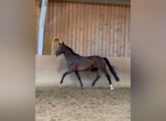 Oldenburgo, Caballo castrado, 3 años, 169 cm, Castaño