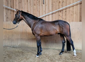 Oldenburgo, Caballo castrado, 3 años, 169 cm, Castaño