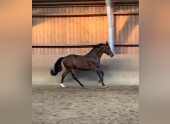 Oldenburgo, Caballo castrado, 3 años, 169 cm, Castaño