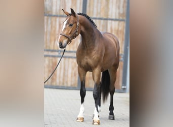 Oldenburgo, Caballo castrado, 3 años, 169 cm, Castaño