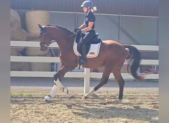 Oldenburgo, Caballo castrado, 3 años, 169 cm, Castaño