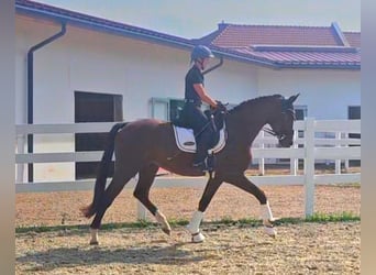 Oldenburgo, Caballo castrado, 3 años, 169 cm, Castaño