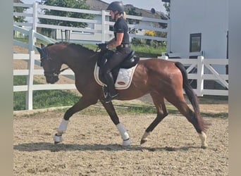 Oldenburgo, Caballo castrado, 3 años, 169 cm, Castaño